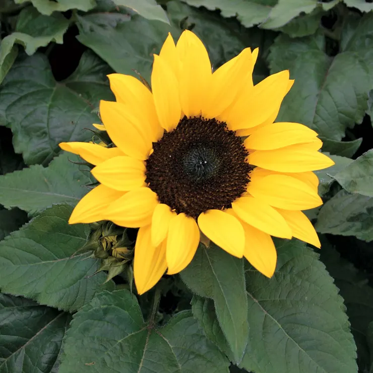 Sunflower from Parkseed is another great companion plant for zinnias