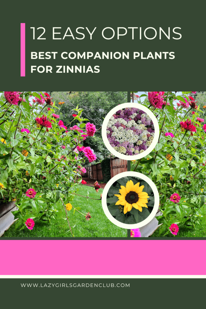 12 easy options for companion plants for zinnias