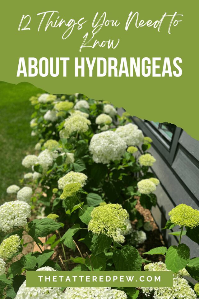 12 Things You Need to Know About Hydrangeas » Grow Beauty With Ease