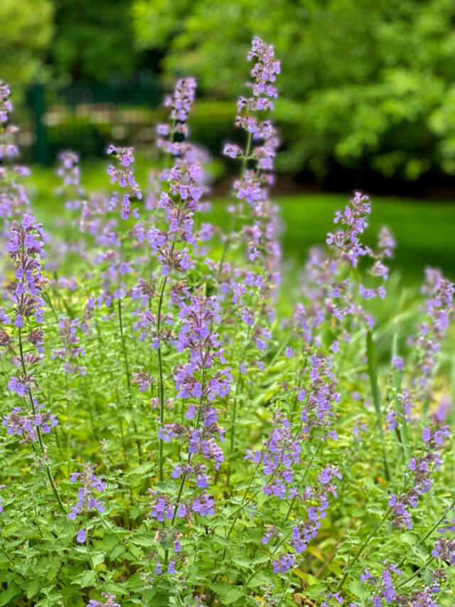 15 Easy DIY Projects for Your Outdoor Spaces this Summer » The Tattered Pew