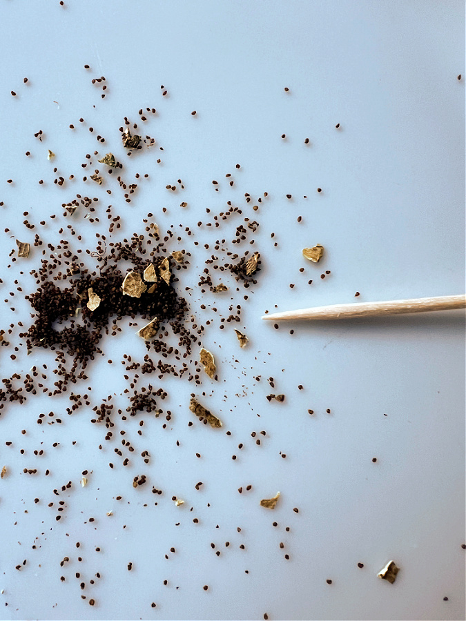 POPPY SEEDS READY FOR ICE CUBES