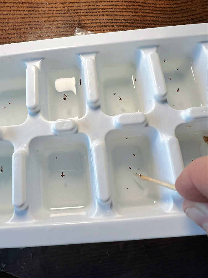 poppy seeds in ice cube tray