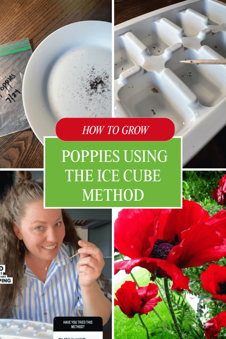 How to Grow Poppies Using the Ice Cube Method