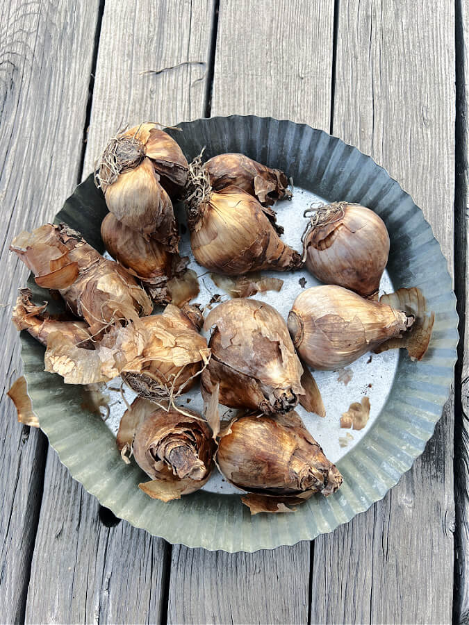 daffodil bulbs in container