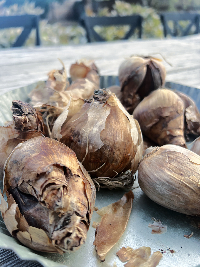 close up of daffodil bulbs