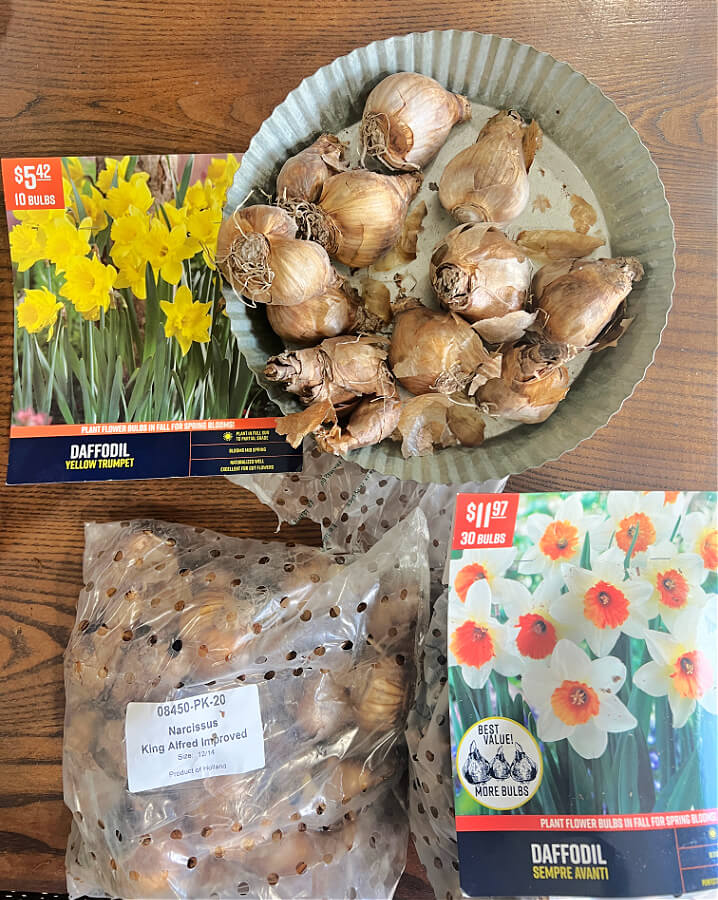 daffodil bulbs