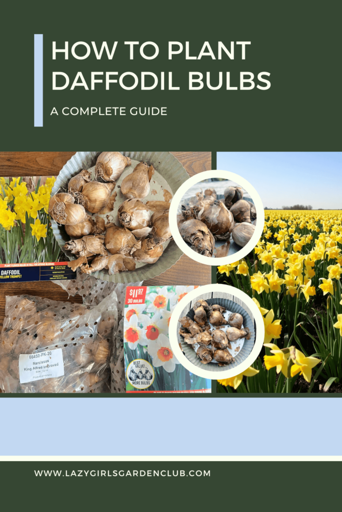 How to Plant Daffodil Bulbs