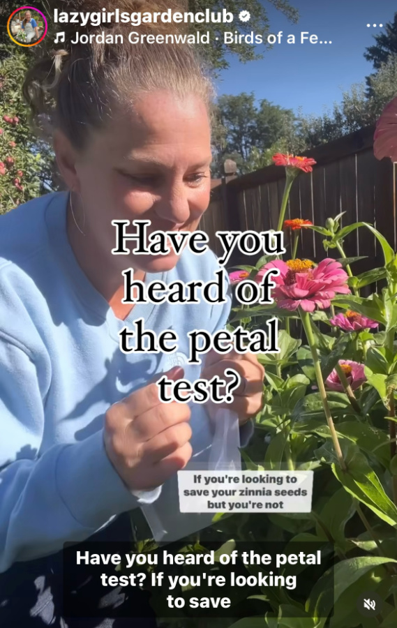 Petal Test for harvesting zinnia seeds