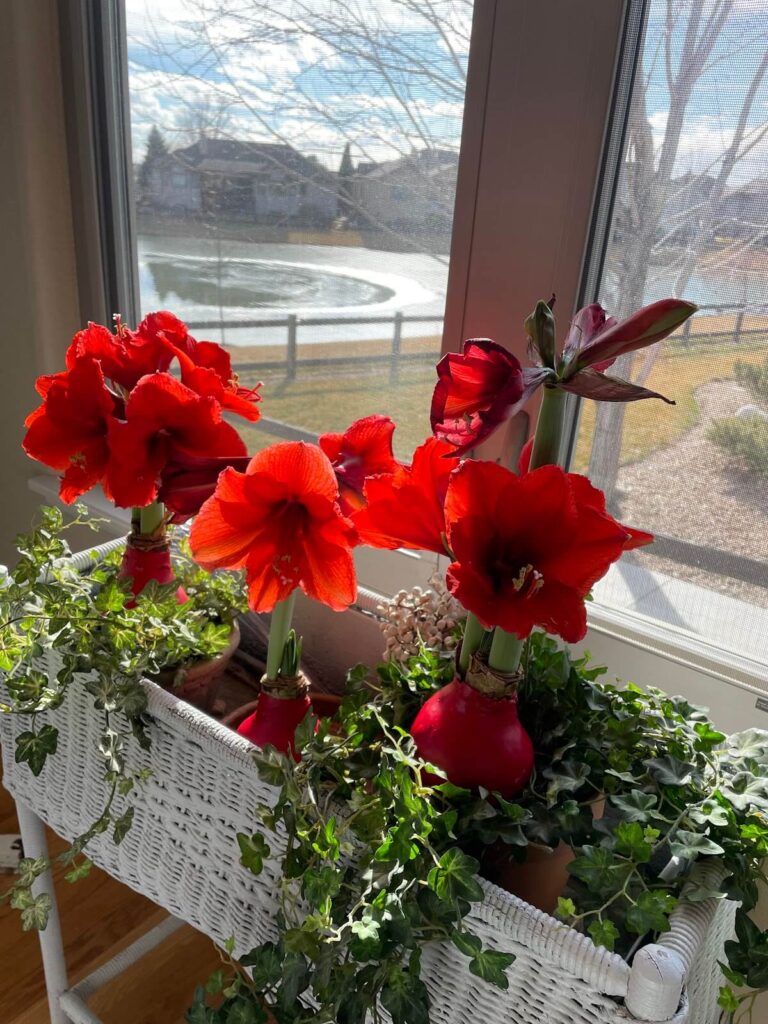 red amaryllis January Joy