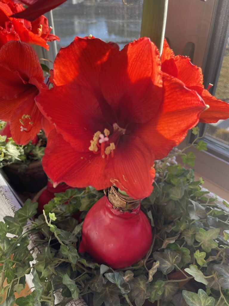 Janaury Joy with amaryllis blooms