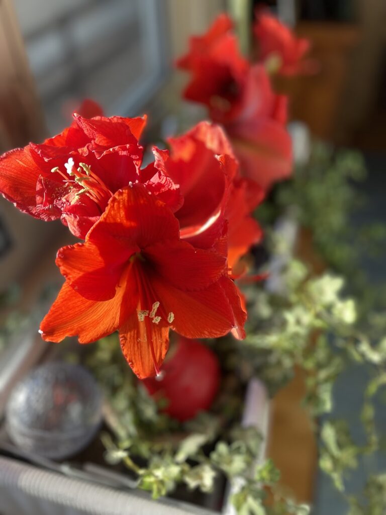 Close up red blooms