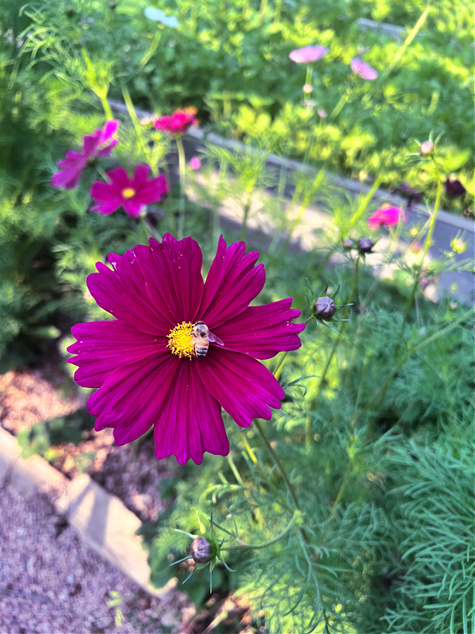 Dark purple cosmo flower