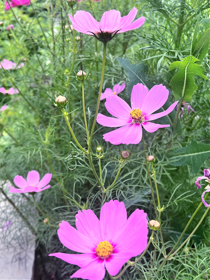 pink cosmo flowers from seed