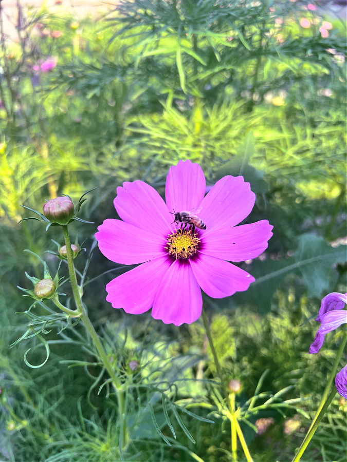 bee on Cosmo flower