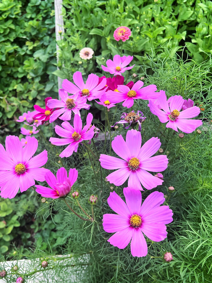 gorgeous pink cosmo blooms