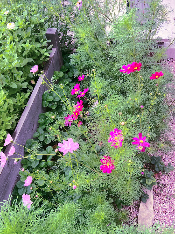 small cosmos