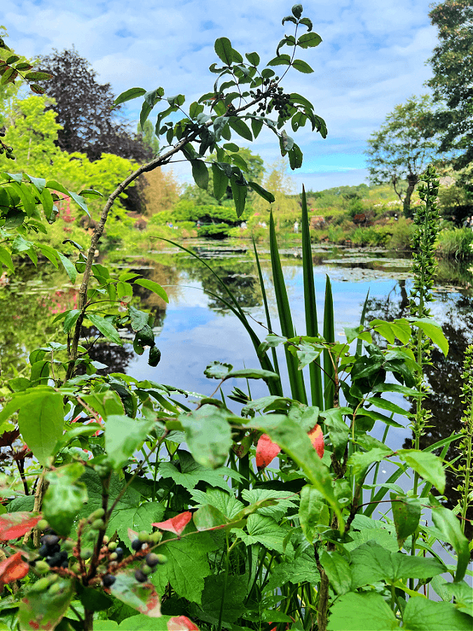 A peek into Monet's lily pond