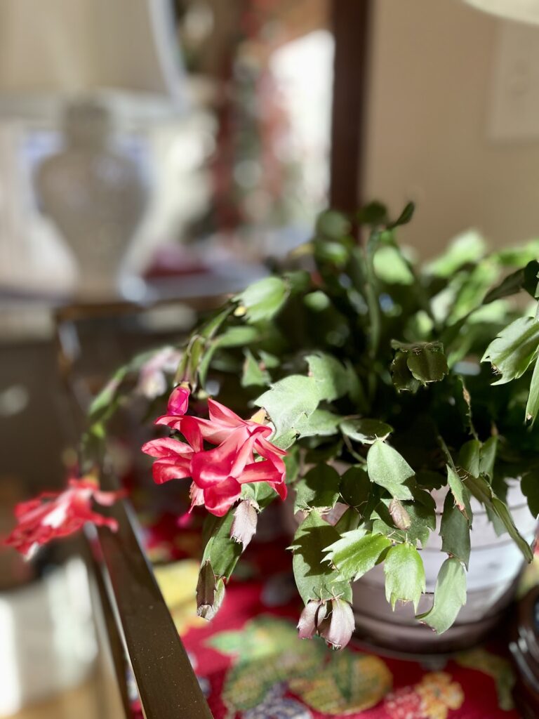 Christmas cactus