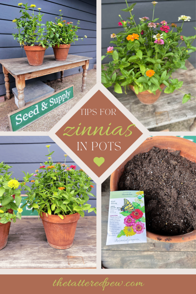 Lazy Girl Tips For Growing Zinnias In Pots Grow Beauty With Ease