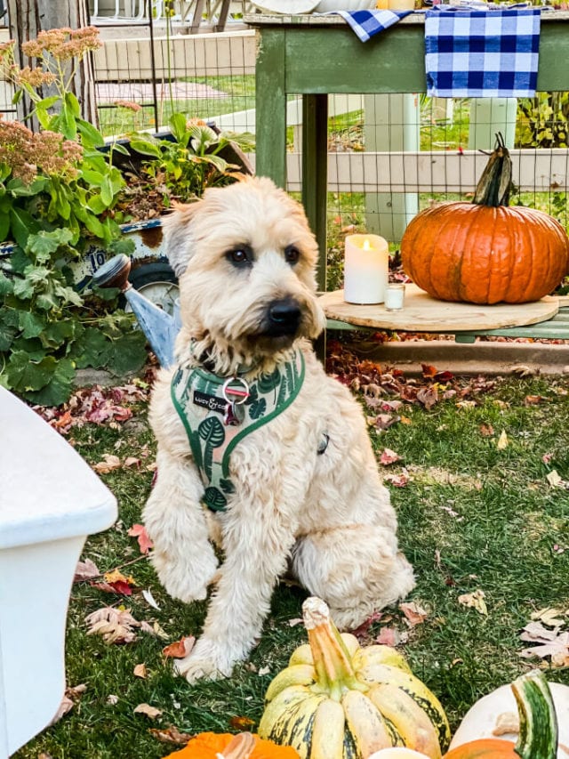 A Fall Evening In The Garden » The Tattered Pew