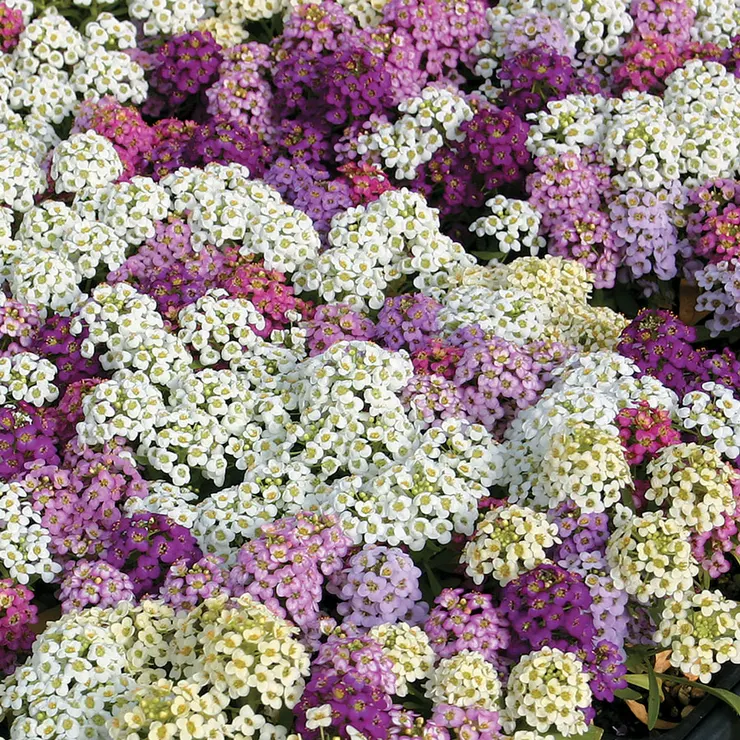 sweet alyssum via parkseed companion plant flower for zinnia