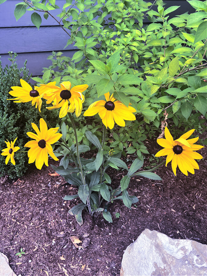 black eyed susans