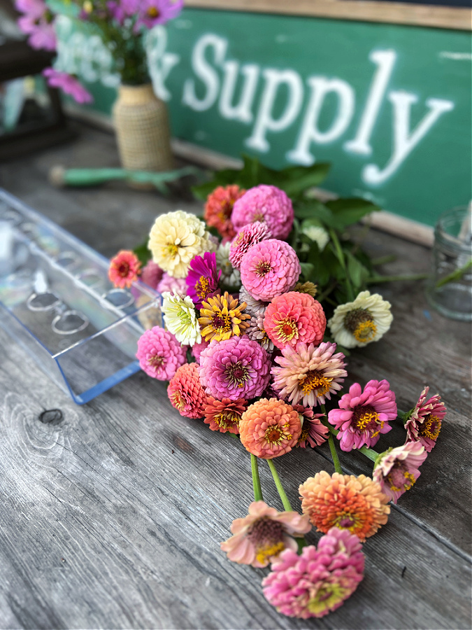 bunch of zinnias, What Zones Can You Grow Zinnias In? 