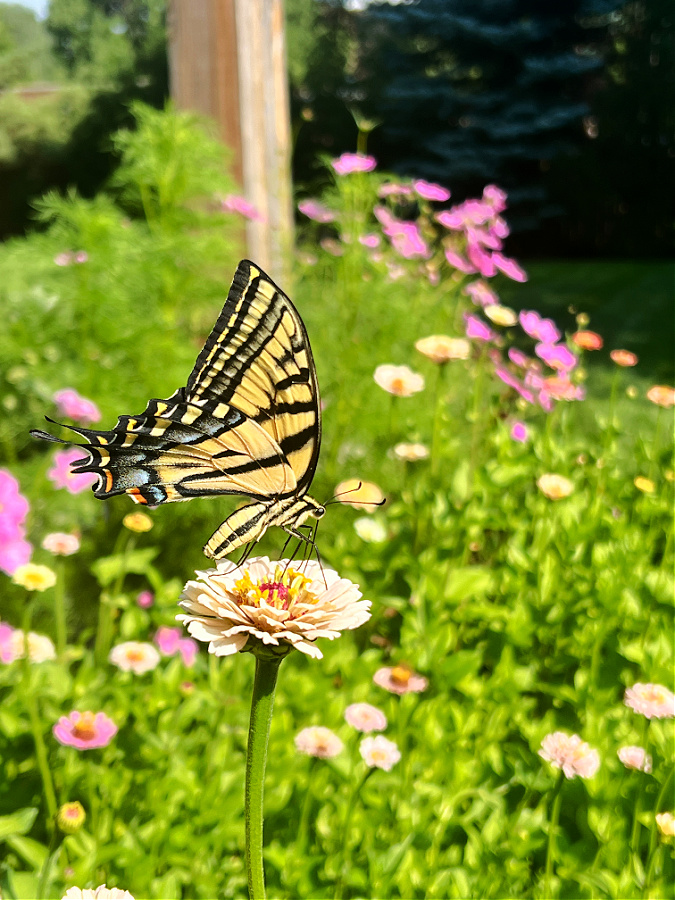 butterfly on zinnia, What Zones Can You Grow Zinnias In? Tips for Healthy Flowers