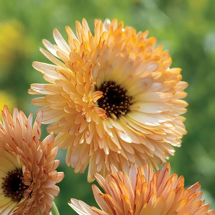 calendula a lovely flower to companion plant with zinnias