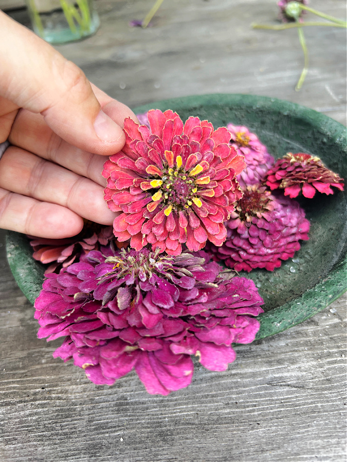 dried flowers  from silica gel