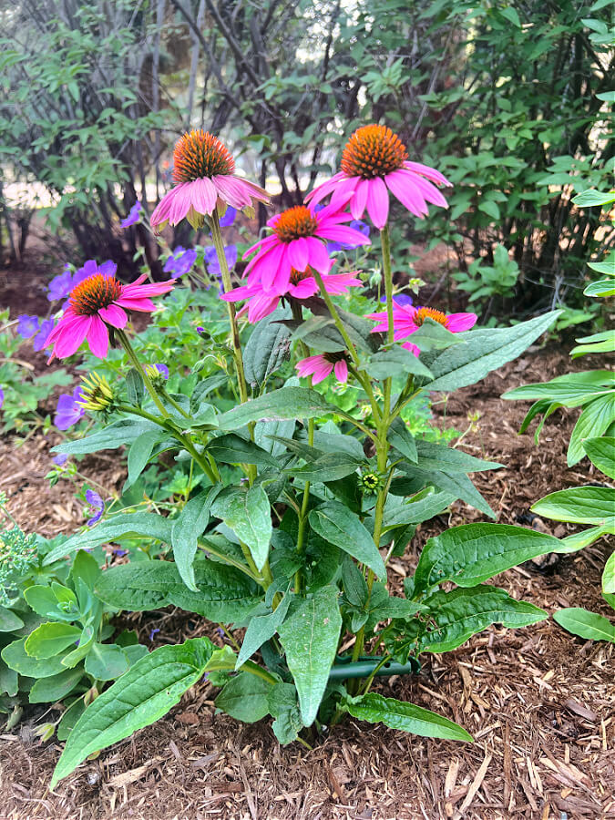 coneflowers