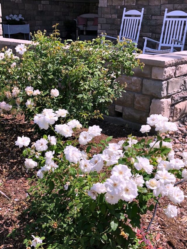Simple Guide to Growing & Caring for Iceberg Roses