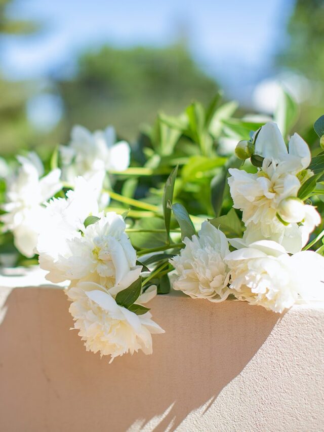Simple Guide to Growing Spectacular Peonies
