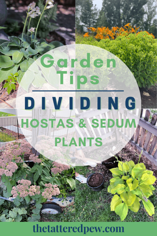 Dividing Hostas and Sedum Plants: Essential Garden Tips » The Tattered Pew