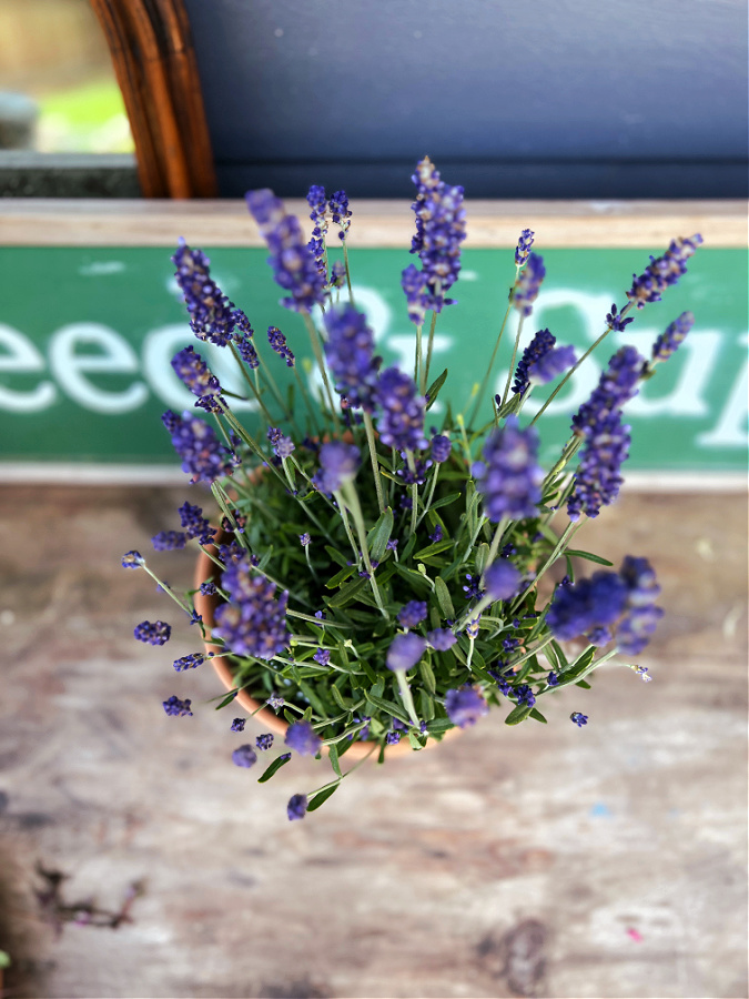 Drying Lavender Flowers » The Tattered Pew
