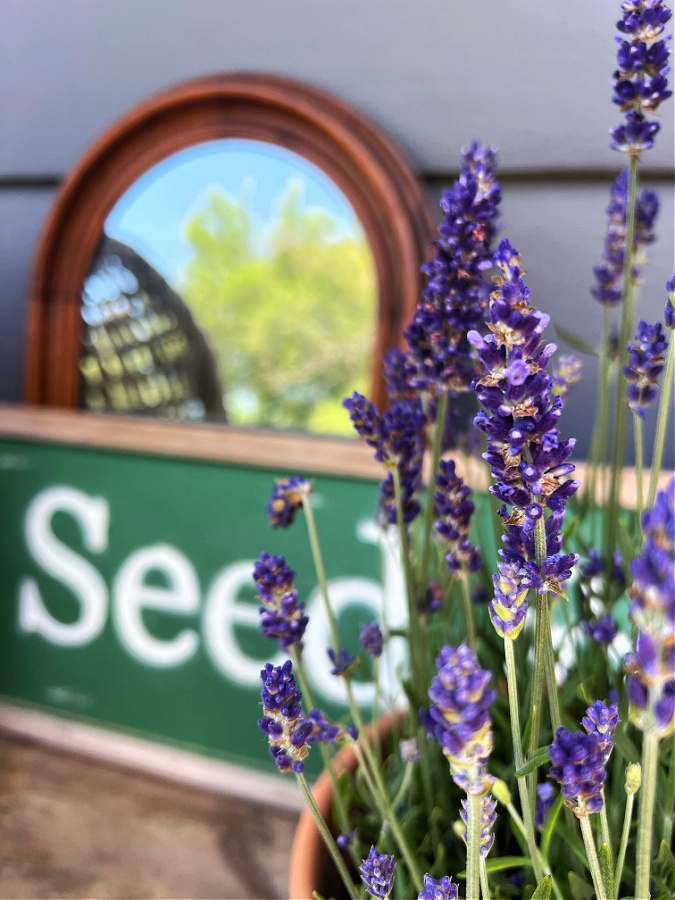 Pretty lavender and green seed sign