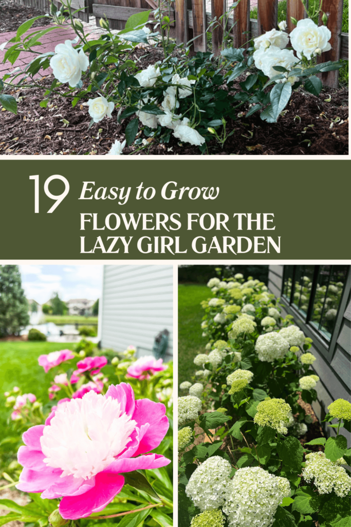 19 easy to grow flowers for the lazy girl garden