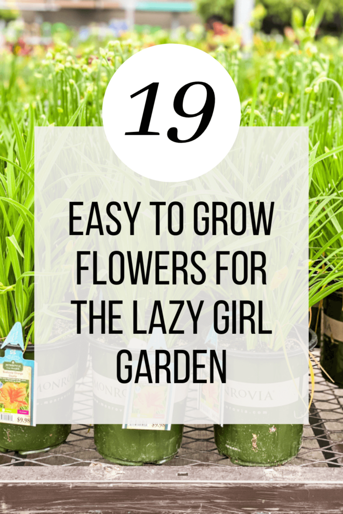 easy to grow flowers for the lazy girl garden