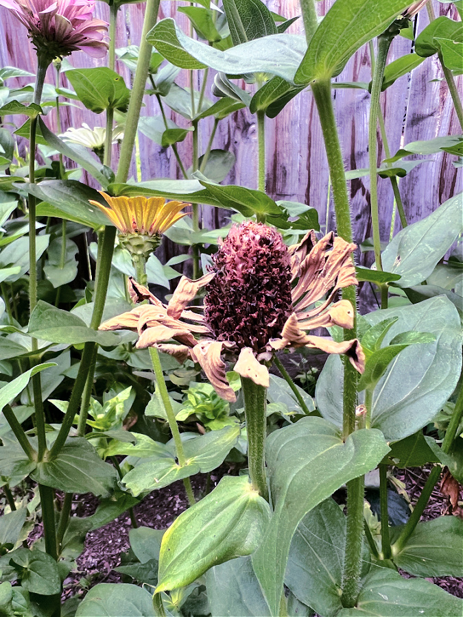 spent zinnia bloom