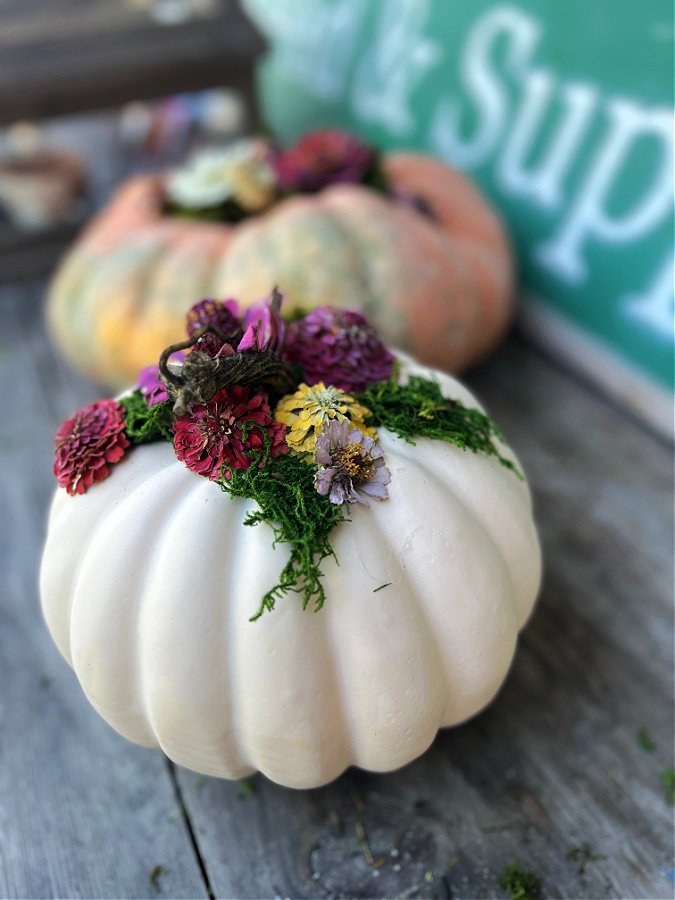 white pumpkin with colorful dried zinnias and moss