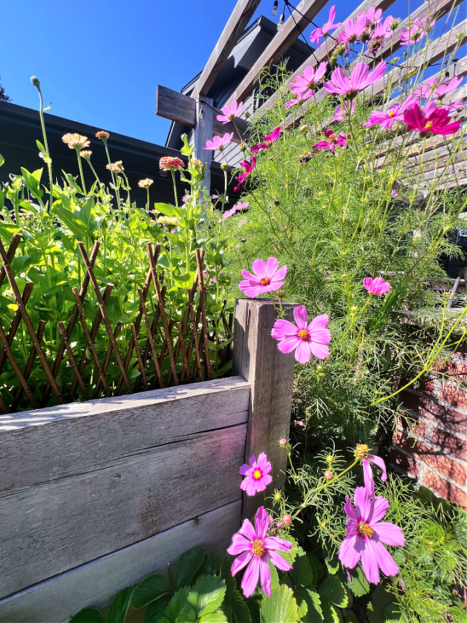 self seeded cosmos