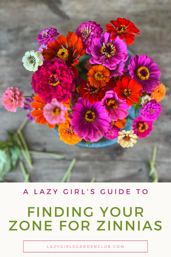 A Lazy Girl's Guide to Finding your zone for zinnias