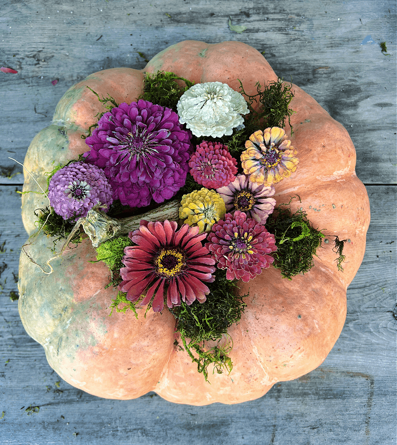 dried zinnias on pumpkin top