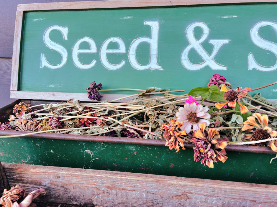 The Return of Dried Flowers: seeds I'm sowing this year