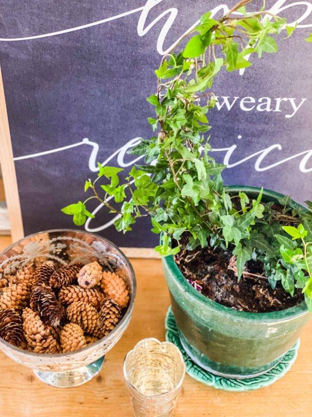 How To Make an Ivy Topiary From A Wire Hanger » Beauty with ease in the