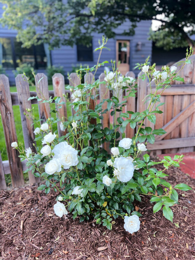 Ultimate Guide to Growing and Caring for Iceberg Roses » The Tattered Pew