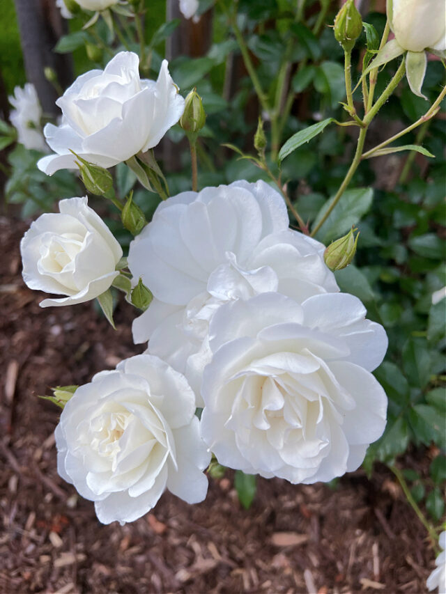 How Far Apart Should You Plant Iceberg Roses