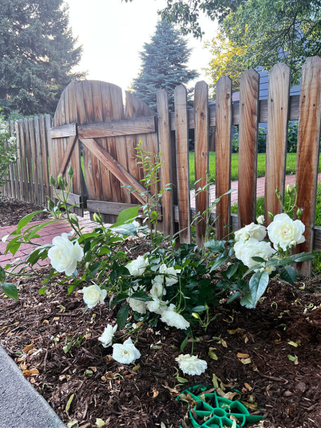 How Far Apart Do You Plant Iceberg Roses