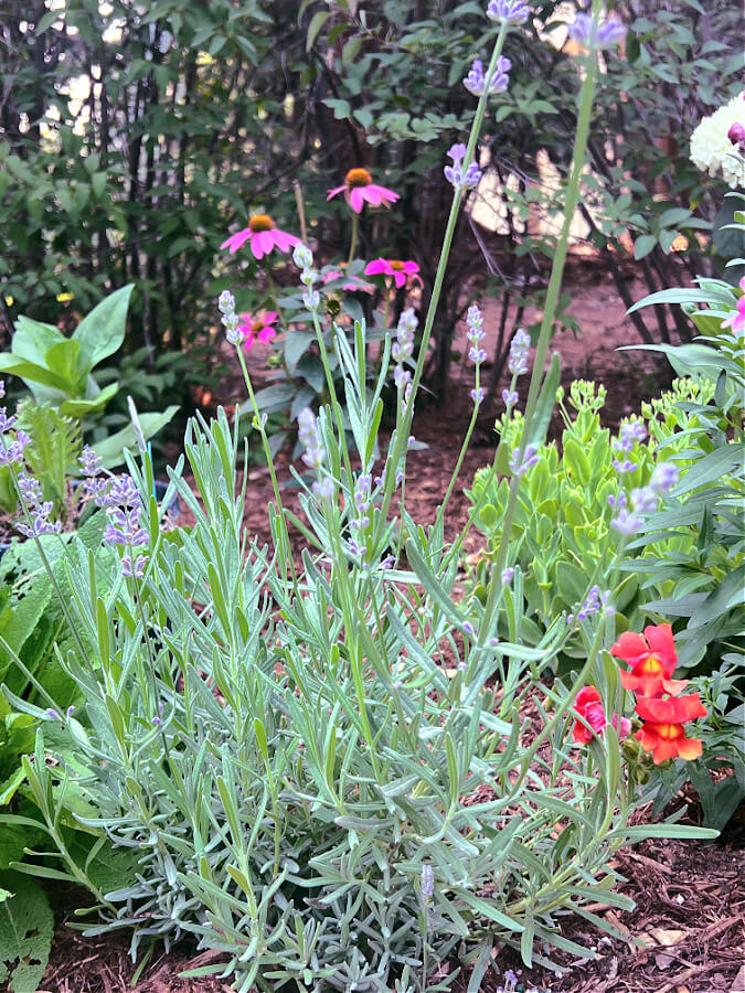 lavender in our yard