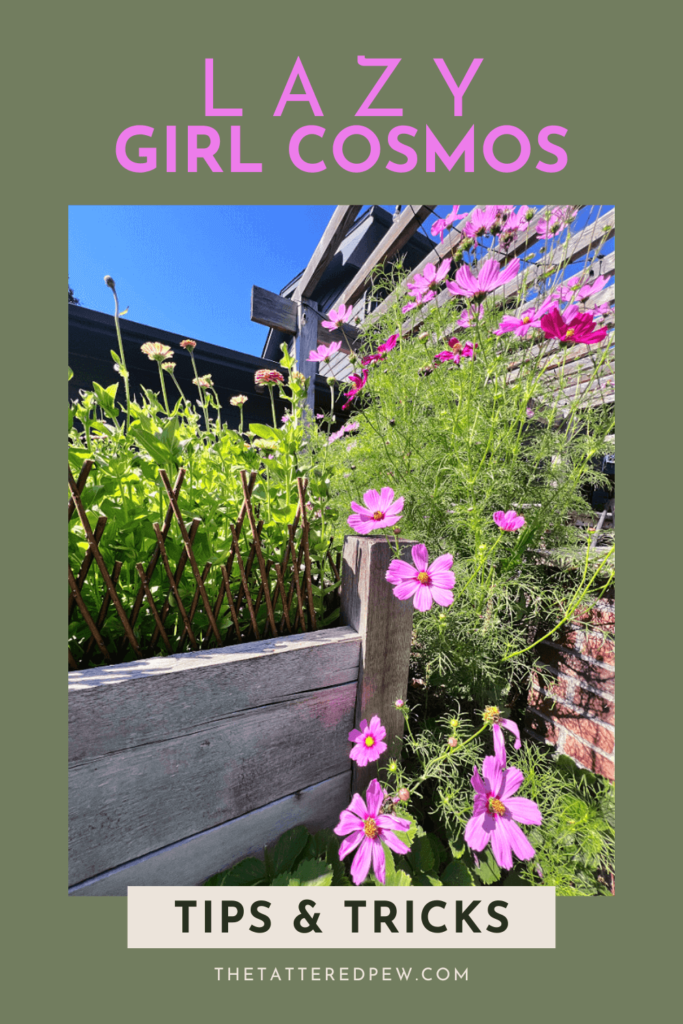 The Lazy Girl's Guide to Planting Colorful Cosmos from Seed